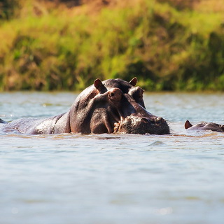 Lower Zambezi - Hippo